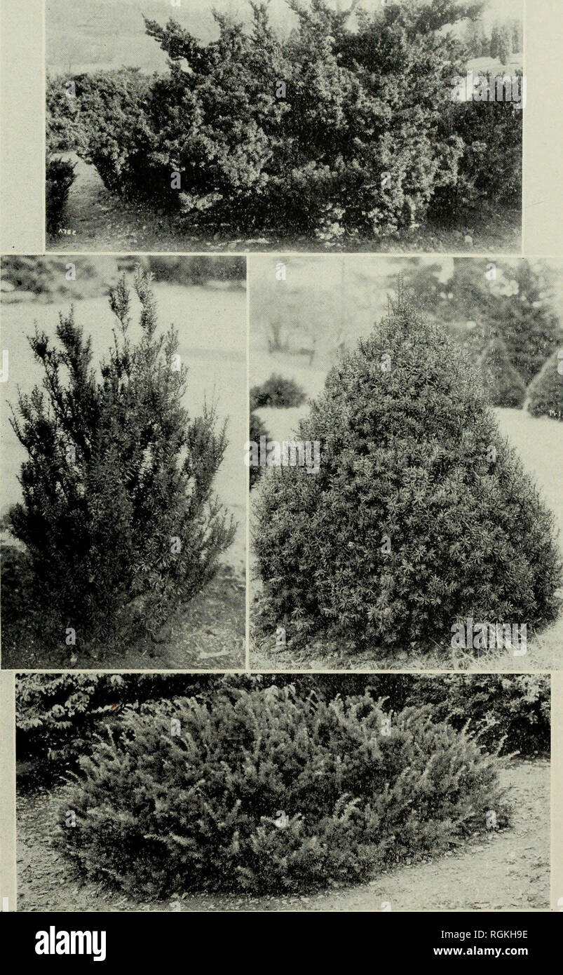 . Bulletin - Massachusetts Agricultural Experiment Station. Agriculture -- Massachusetts. Yews Top: Taxus cuspidata var. nana. Left Center: Taxus media var. Hicksii. Right Center: Taxus media var. Hatfieldii. Bottom: Taxus cuspidata var. Thayerae.. Please note that these images are extracted from scanned page images that may have been digitally enhanced for readability - coloration and appearance of these illustrations may not perfectly resemble the original work.. Massachusetts Agricultural Experiment Station. Amherst, : Massachusetts Agricultural Experiment Station, 1907-1974 Stock Photo