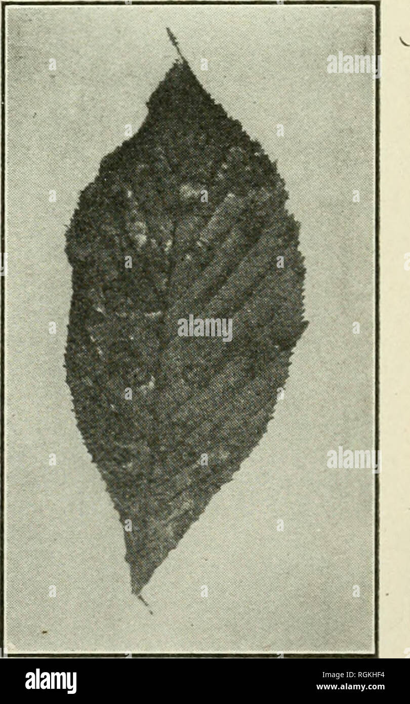 . Bulletin - Massachusetts Agricultural Experiment Station. Agriculture. Fig. 63.—Oyster musli- room (I'leurotus sapiduK) on maple, following injury. Maple (Acer).-—-Leaf spot {Phyllosticta acericola C. &amp; E.) forniw irregular brownish spots on the leaves of the rock and white maples. Anthracnose (Glocosporium apocryptum E. &amp; E.) is known to cause serious in- jury to the leaves and shoots of the box elder and maple. Leaf spot {Rhytisma acerinitm Fr.) is characterized by conspicuous black spots on the leaves of the red and white maples, but is practically harmless. Nectria cinnabarinn (T Stock Photo