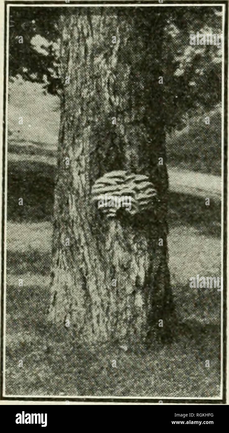 . Bulletin - Massachusetts Agricultural Experiment Station. Agriculture. SHADE TREES. 191. Fig. 63.—Oyster musli- room (I'leurotus sapiduK) on maple, following injury. Maple (Acer).-—-Leaf spot {Phyllosticta acericola C. &amp; E.) forniw irregular brownish spots on the leaves of the rock and white maples. Anthracnose (Glocosporium apocryptum E. &amp; E.) is known to cause serious in- jury to the leaves and shoots of the box elder and maple. Leaf spot {Rhytisma acerinitm Fr.) is characterized by conspicuous black spots on the leaves of the red and white maples, but is practically harmless. Nect Stock Photo