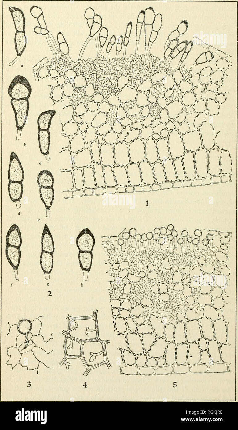 . Bulletin - Massachusetts Agricultural Experiment Station. Agriculture -- Massachusetts. 42 MASS. EXPERIMENT STATION BULLETIN 202. PLATE II.. Fig. 1. —• Cross section of telium and leaf. Fig. 2. — Teliospores. Fig. 3. — Germinating urediniospore on leaf. Fig. 4. — Haustoria and intercellular mycelium. Fig. 5. — Cross section of uredinium and leaf.. Please note that these images are extracted from scanned page images that may have been digitally enhanced for readability - coloration and appearance of these illustrations may not perfectly resemble the original work.. Massachusetts Agricultural  Stock Photo