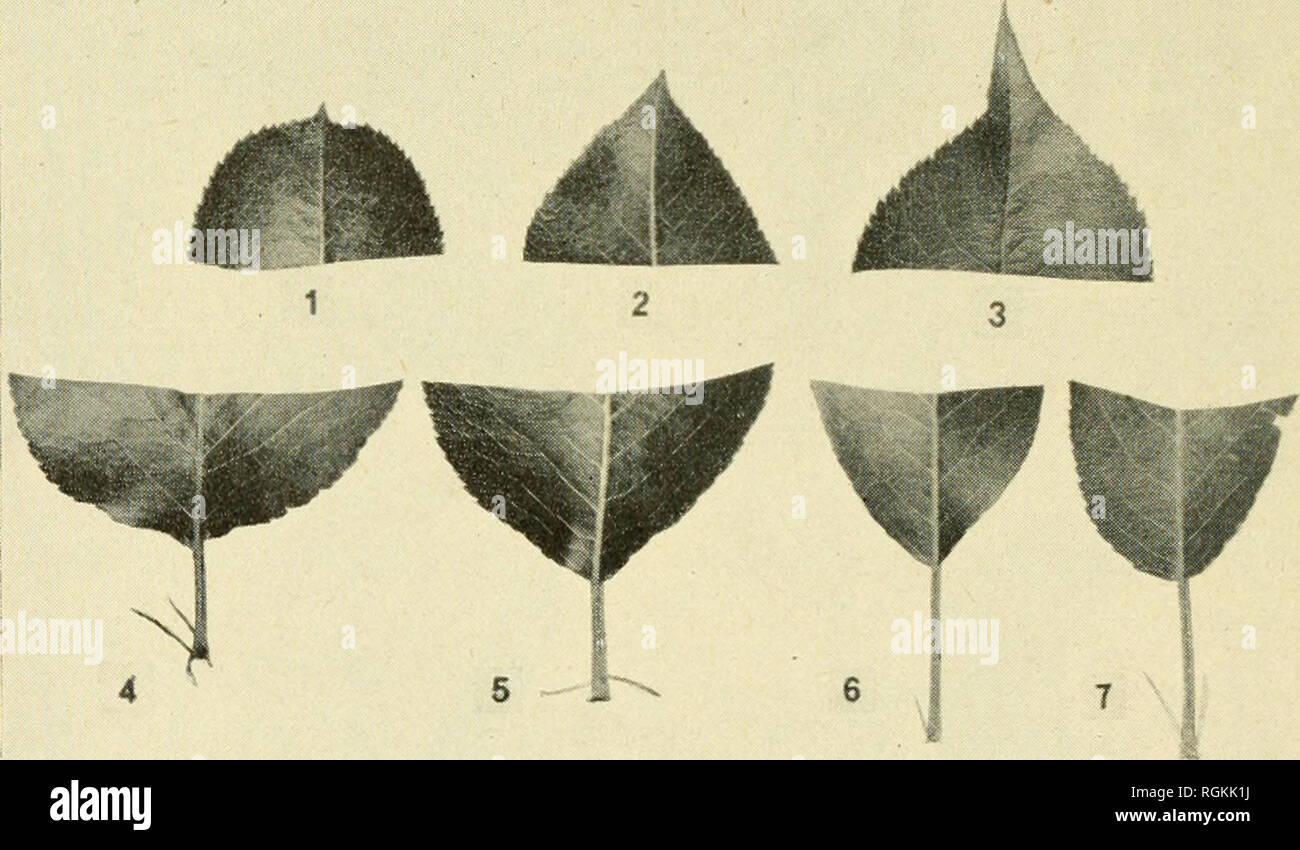 Deflexed . Bulletin - Massachusetts Agricultural Experiment Station. Agriculture ...