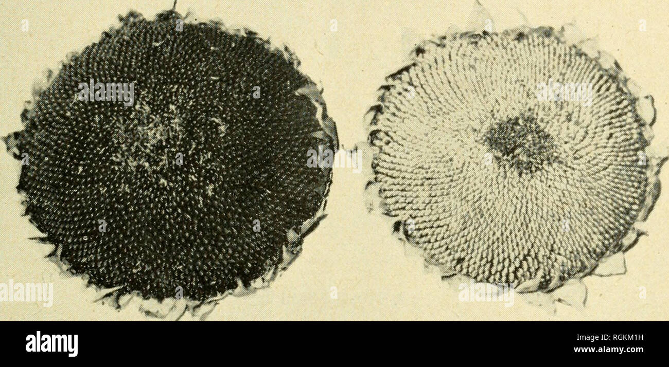 . Bulletin - Massachusetts Agricultural Experiment Station. Agriculture -- Massachusetts. SUNFLOWERS 5 The sunflower heads are usually harvested during the latter part of Septem- ber. &quot;Mammoth Russian&quot; sunflower has an average height, just before har- vesting, of about twelve feet, with seed heads which measure ten to twelve inches across. Figure 3 shows typical sunflower heads at the time of harvest. It has been found best to cut the sunflower heads off the stalks and place them singly on boards or dry ground to dry for about two weeks. This drying facilitates the removal of the see Stock Photo