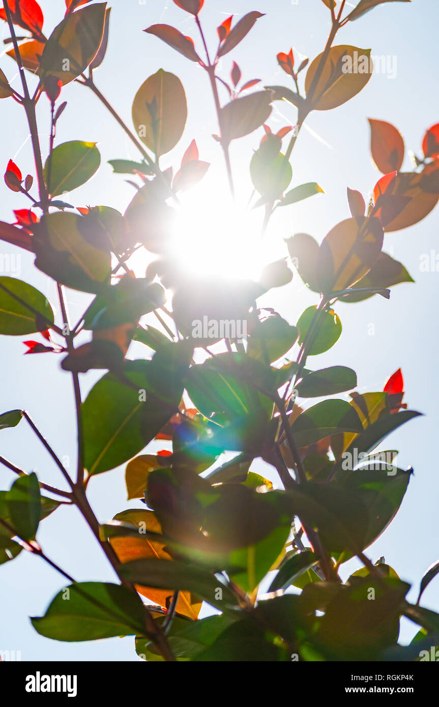 Sunlight penetrating the forest hi-res stock photography and images - Alamy