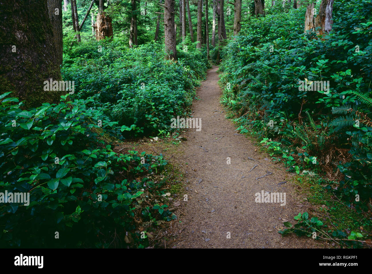 USA, Oregon, Oswald West State Park, Trail through old growth Sitka spruce forest with lush understory. Stock Photo