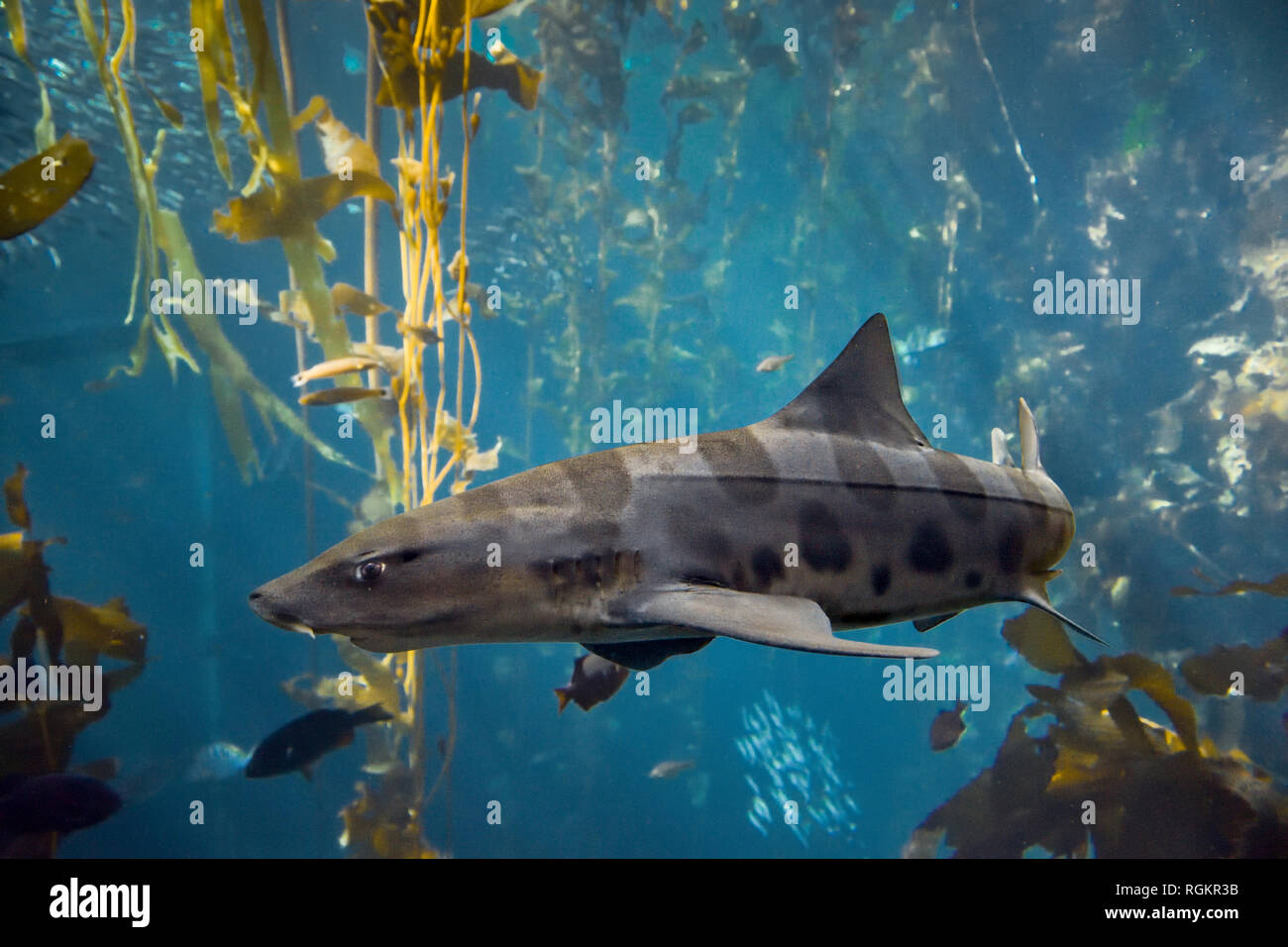 Leopard Shark in Kelp Forest Stock Photo
