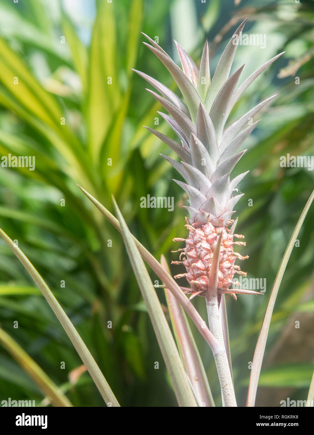 Pineapple stalk hires stock photography and images Alamy