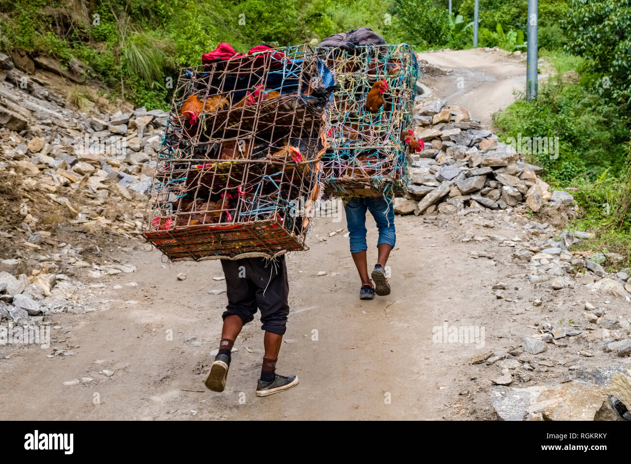 Two porters carrying chicken in a cage on theit back on a road in the Upper Marsyangdi valley Stock Photo