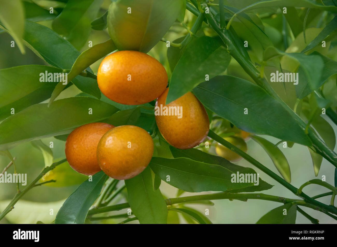 Fortunella margarita Kumquats, or cumquats, foliage and Oval fruits on