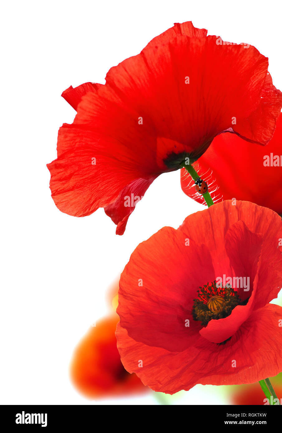 Red poppies over white background with a ladybird climbing along the stem of one flower Stock Photo - Alamy Red poppies over white background with a ladybird climbing along the stem of one flower Stock Photo - Alamy