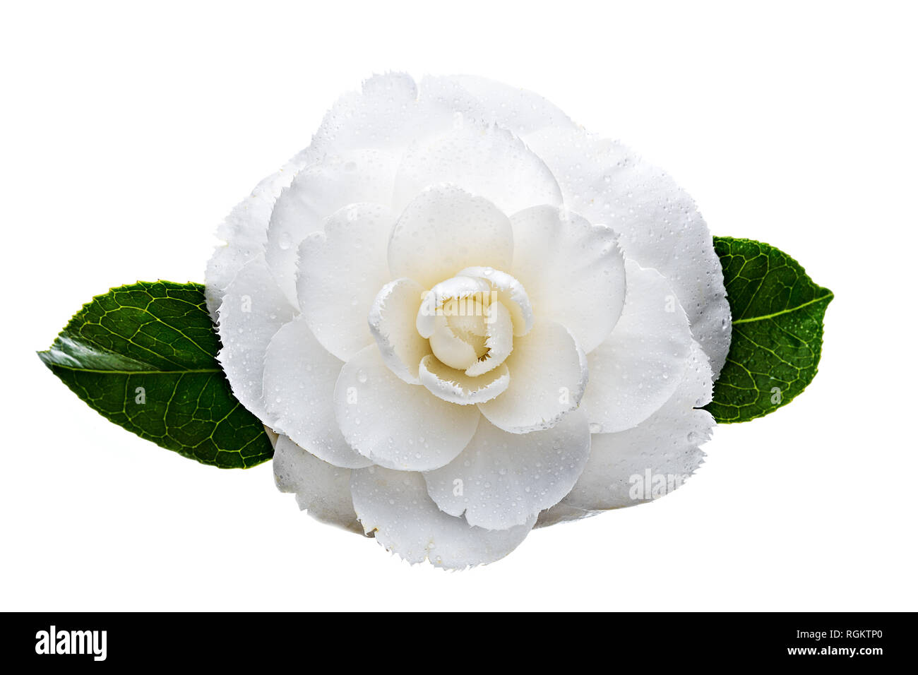 White camellia flower with dew drops isolated on white background. Camellia japonica. Winter´s rose Stock Photo