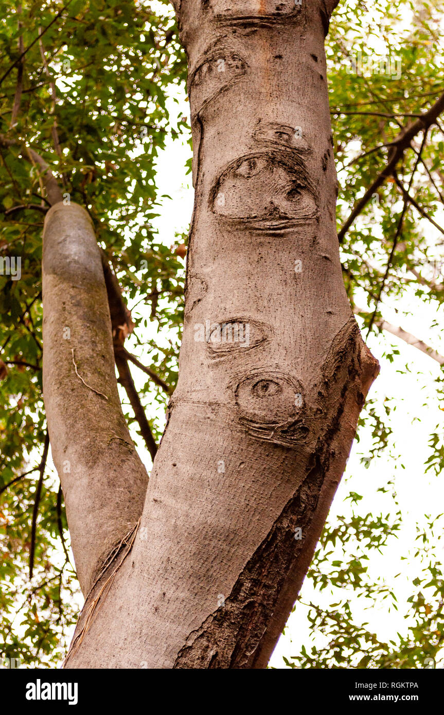Growing teak plant hi-res stock photography and images - Alamy