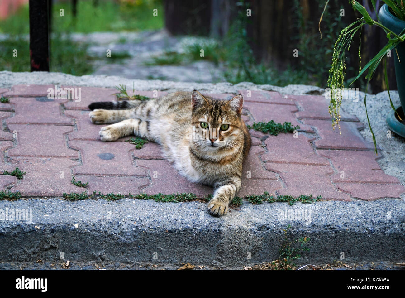 A three legged tabby cat is resting on sidewalk Stock Photo