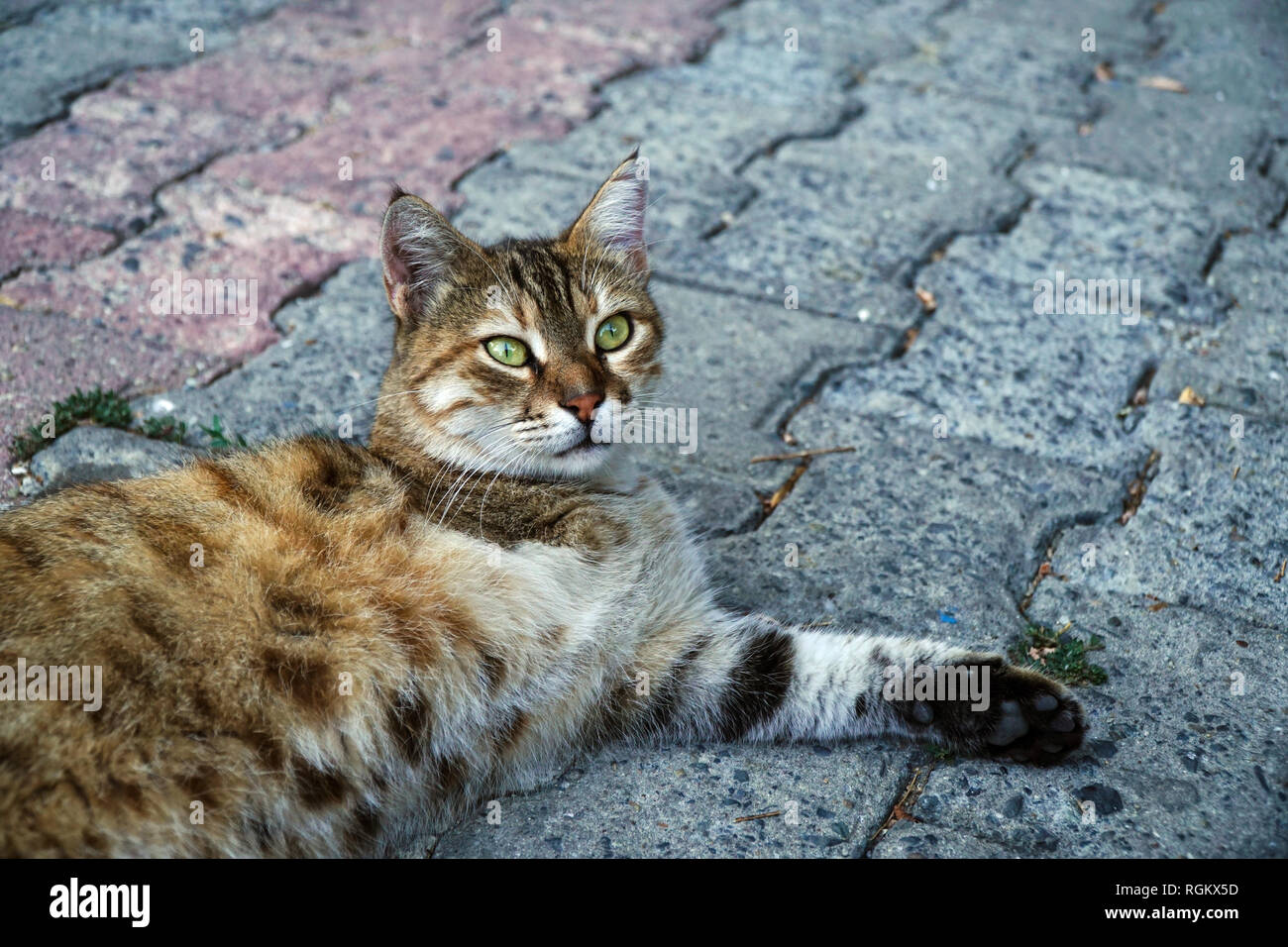 A three legged tabby cat is resting on sidewalk Stock Photo