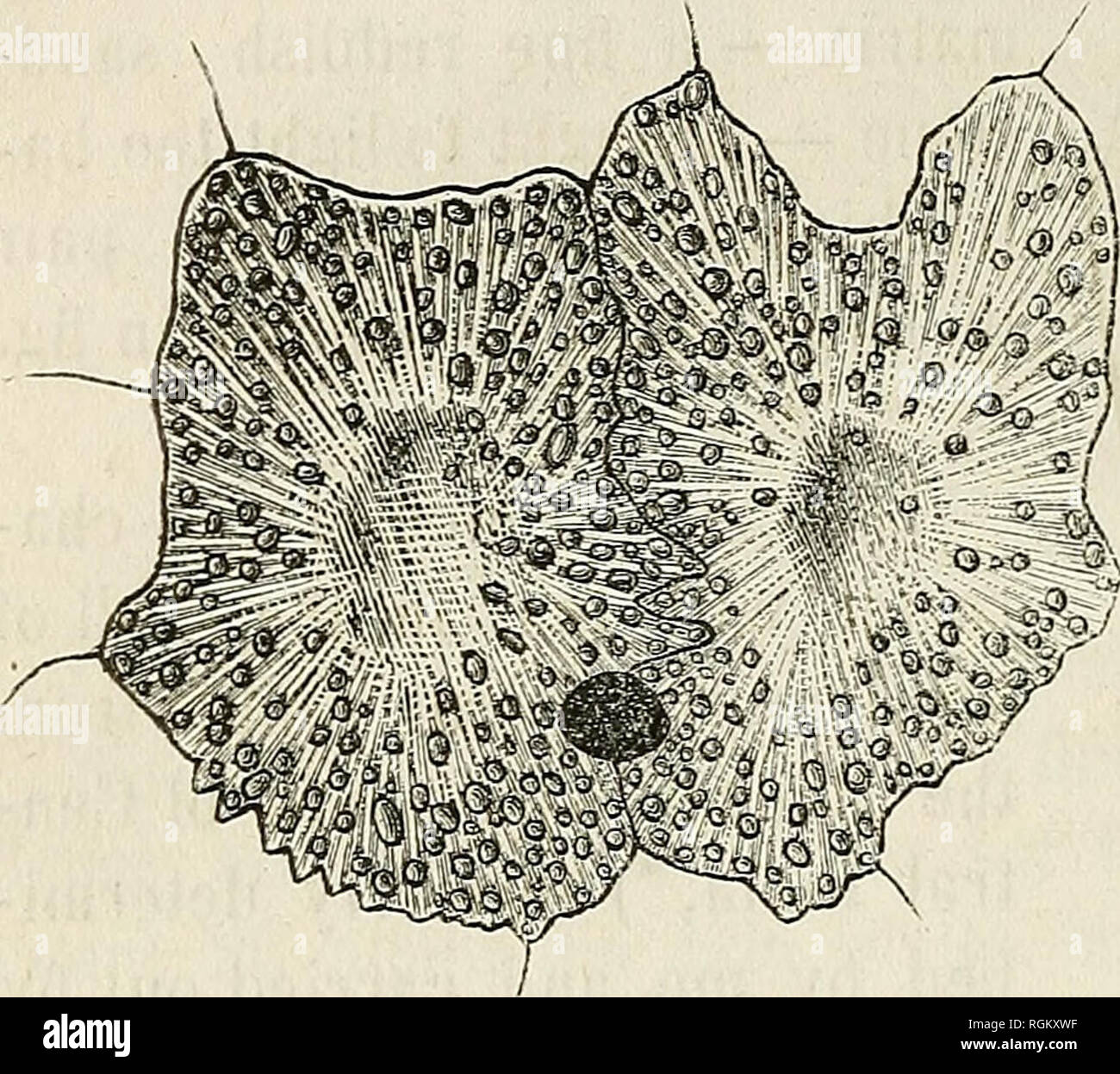 . Bulletin de la Société impériale des naturalistes de Moscou. Science
