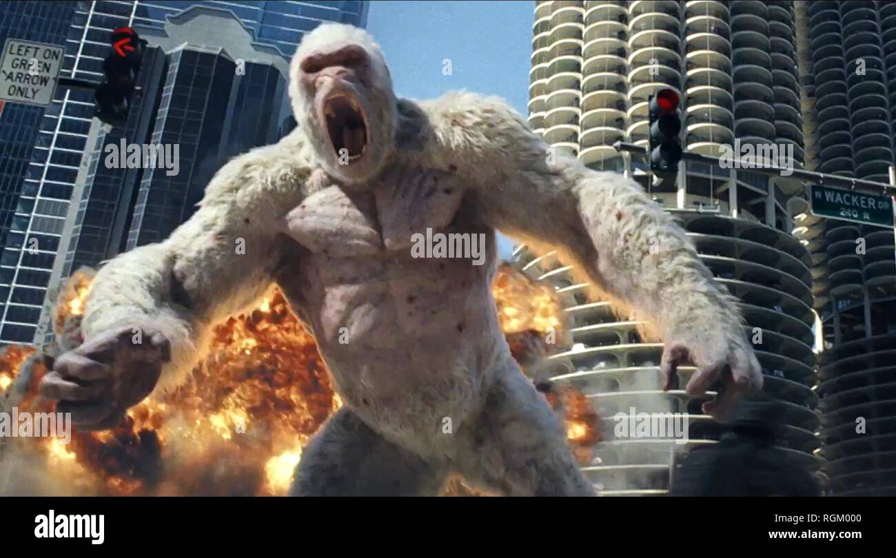Albino Gorilla Stock Photos Albino Gorilla Stock Images Alamy albino-gorilla-stock-photos-albino-gorilla-stock-images-alamy