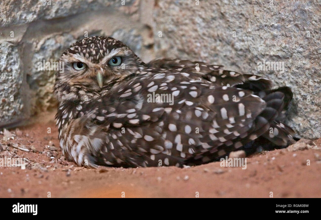 Small burrowing animals hires stock photography and images Alamy