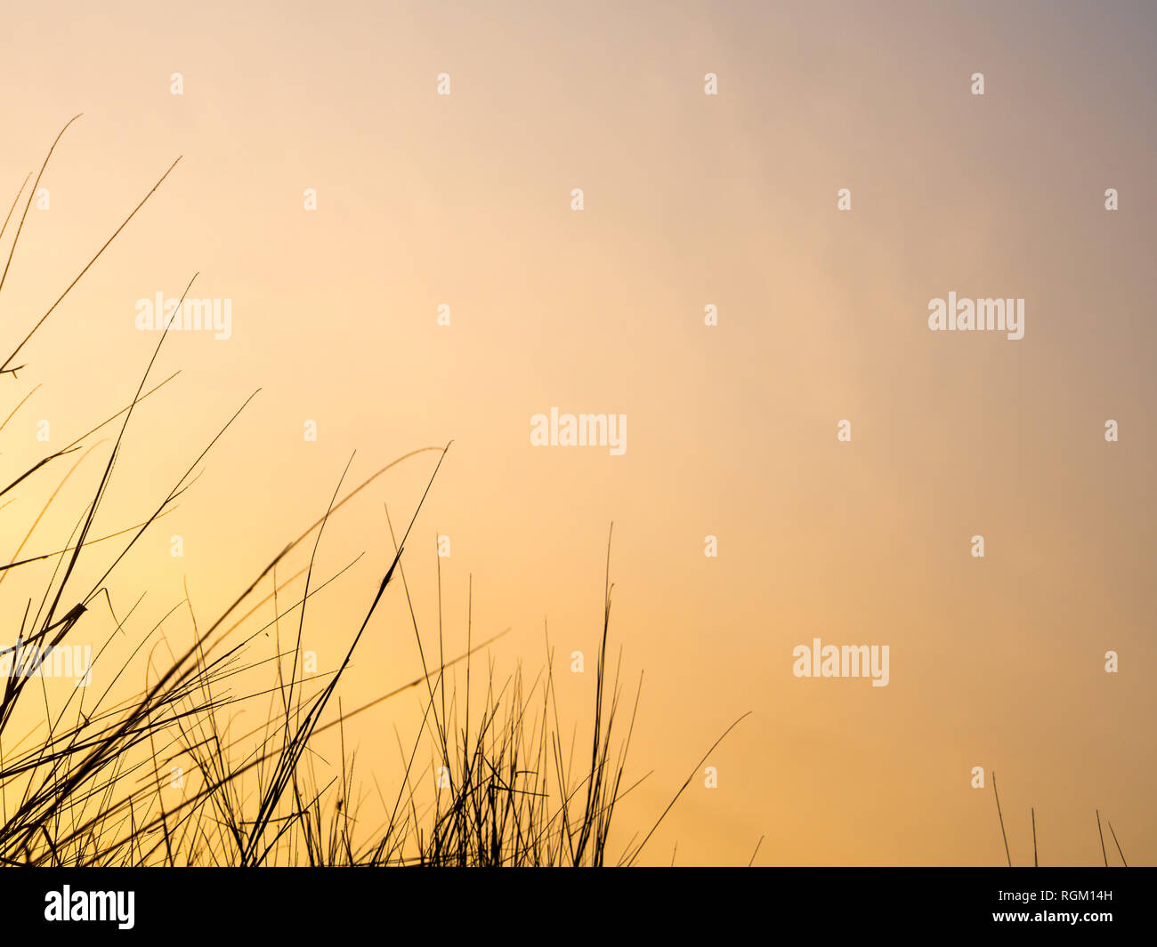 Blade of dried grass hires stock photography and images Alamy
