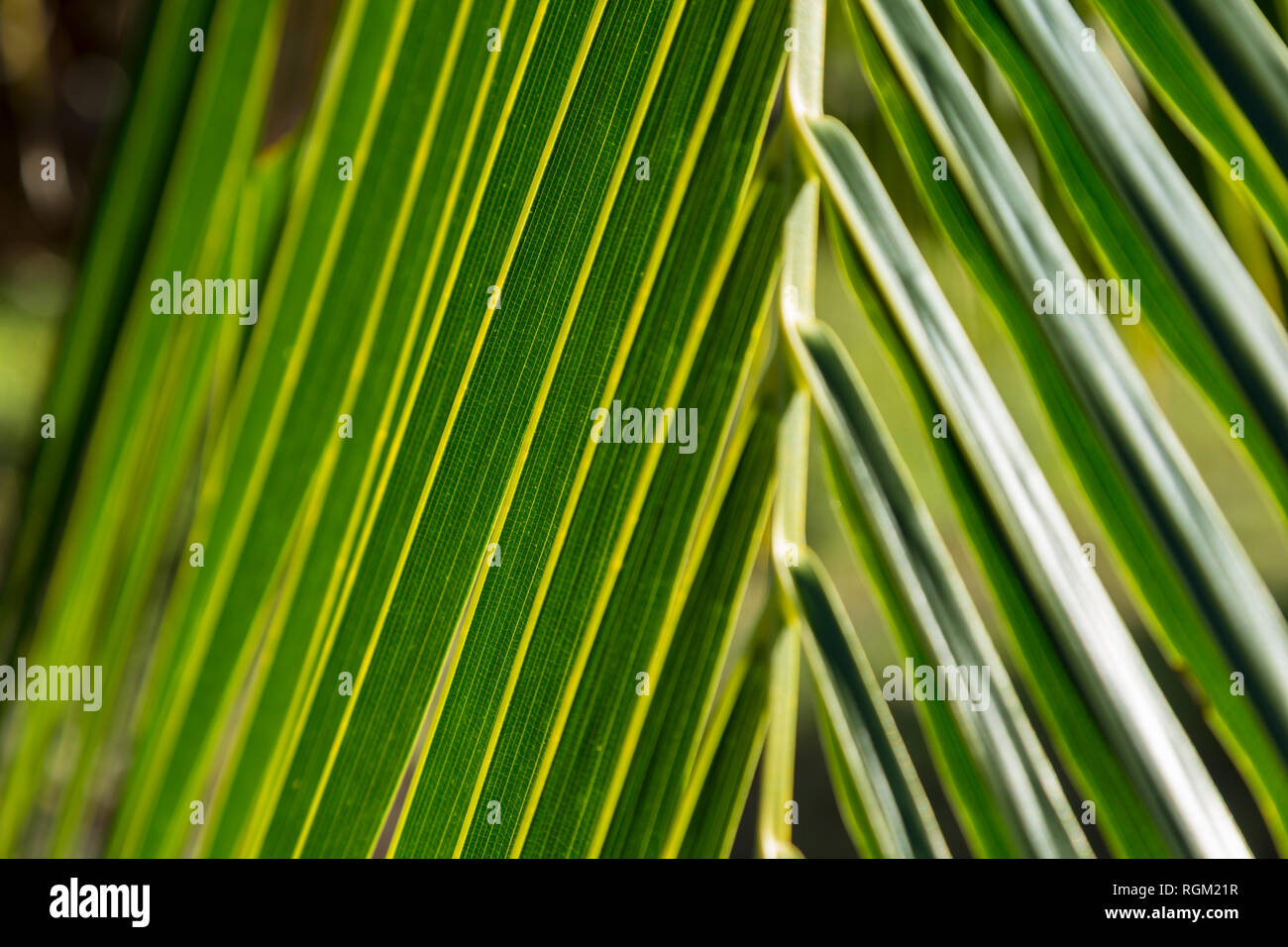 Palm leaf forming a natural pattern Stock Photo