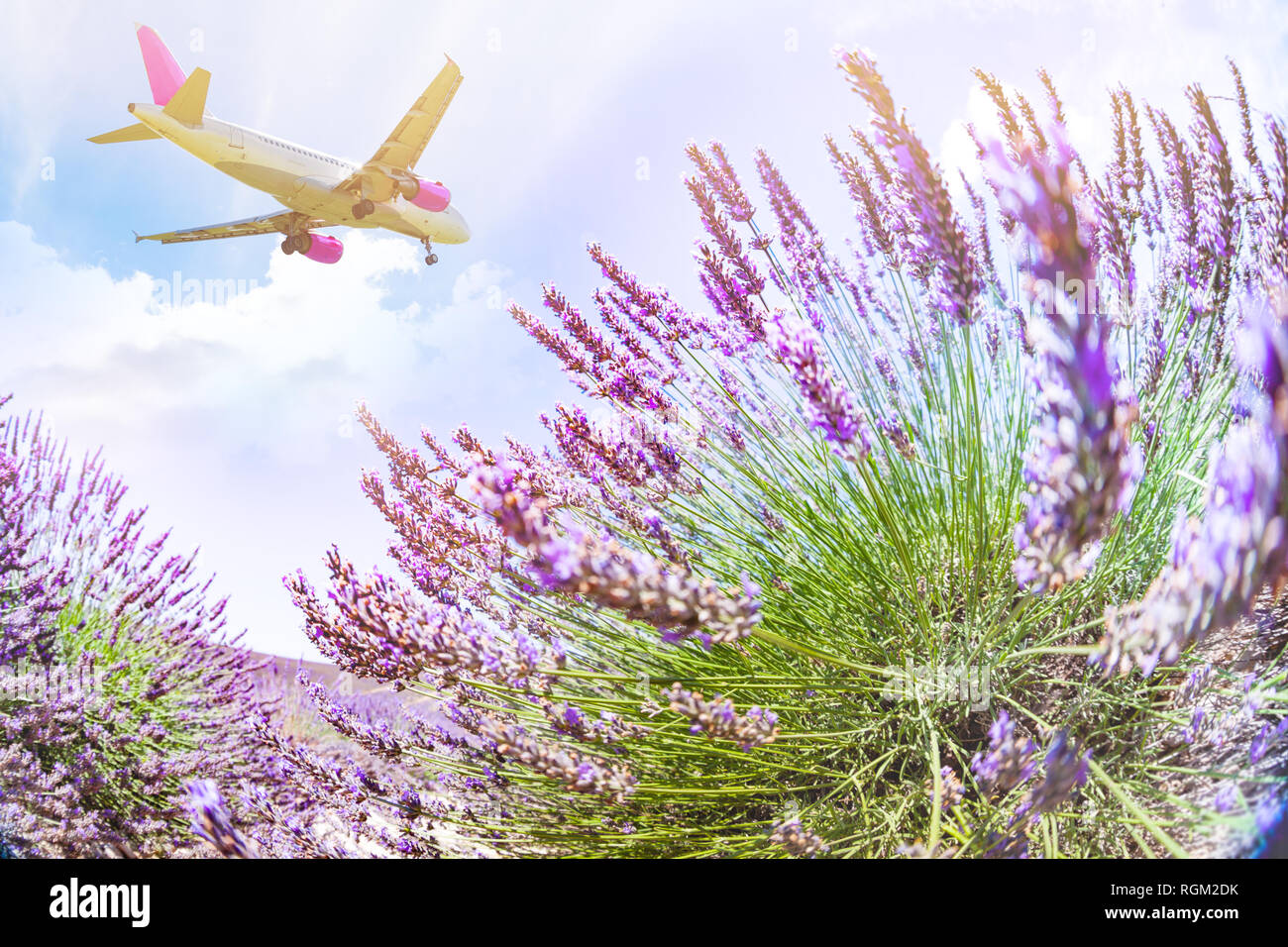 Airplane flying in the sky over blooming lavender field Stock Photo - Alamy