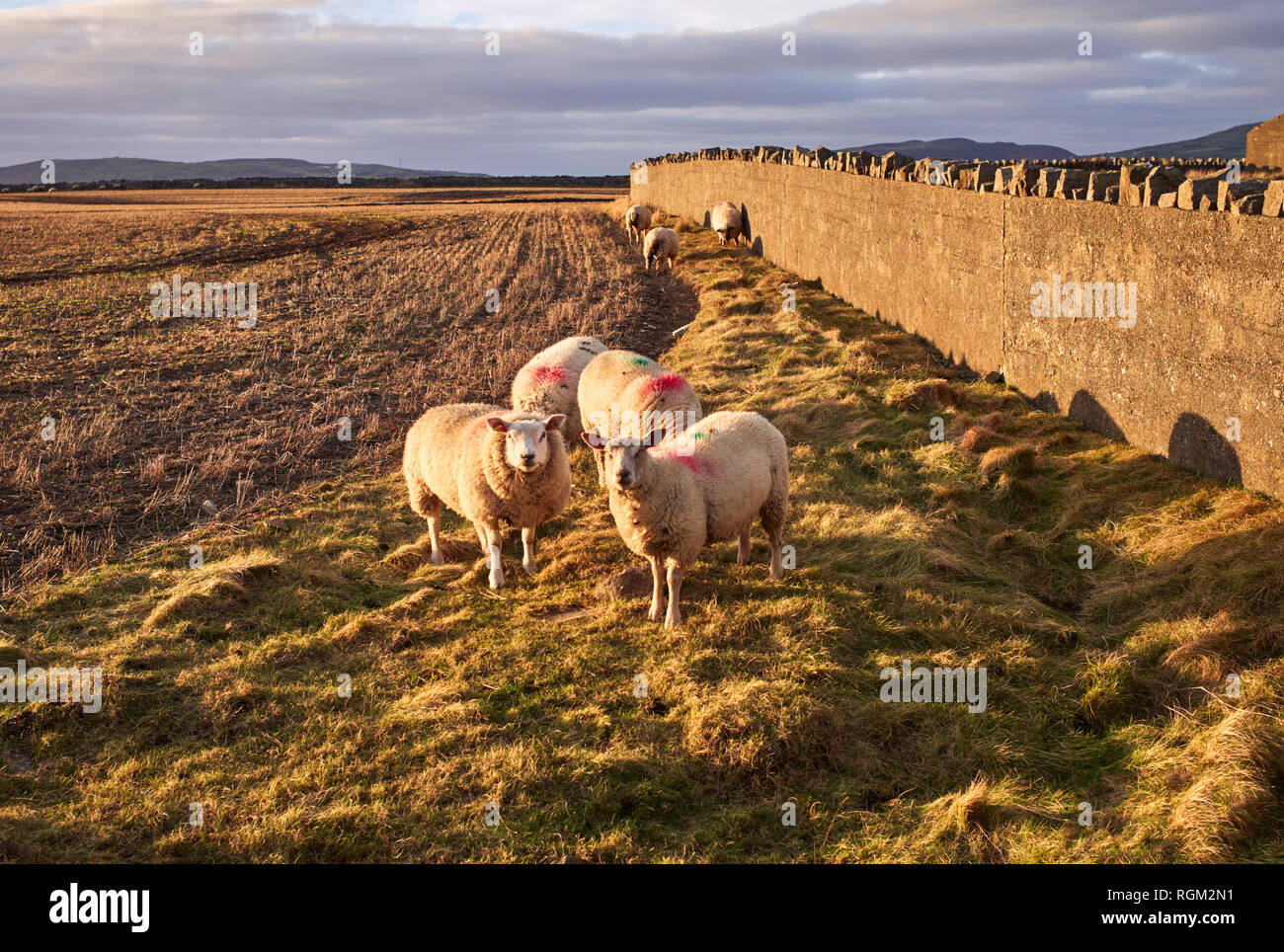 Curious sheep grazing near Scarlett, Castletown, Isle of Man in late winter afternoon sunshire Stock Photo