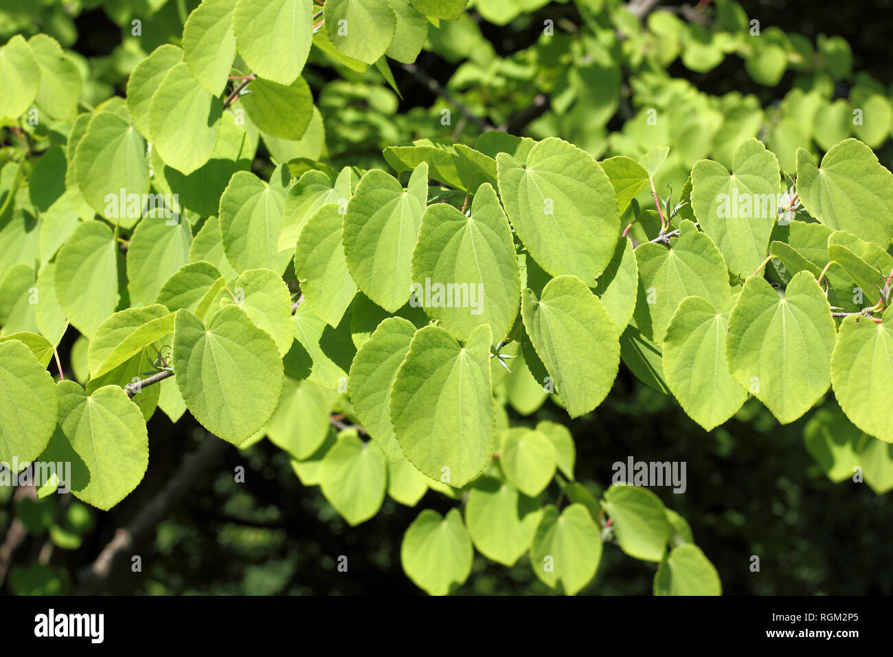 Leaves Of Katsura Tree Cercidiphyllum Japonicum In Spring Stock Photo leaves-of-katsura-tree-cercidiphyllum-japonicum-in-spring-stock-photo