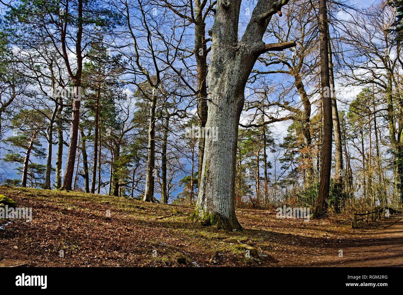 Beautiful woodland near Keswick, by Derwentwater, bright sunny winter weather, Lake District, Cumbria, England UK. Stock Photo