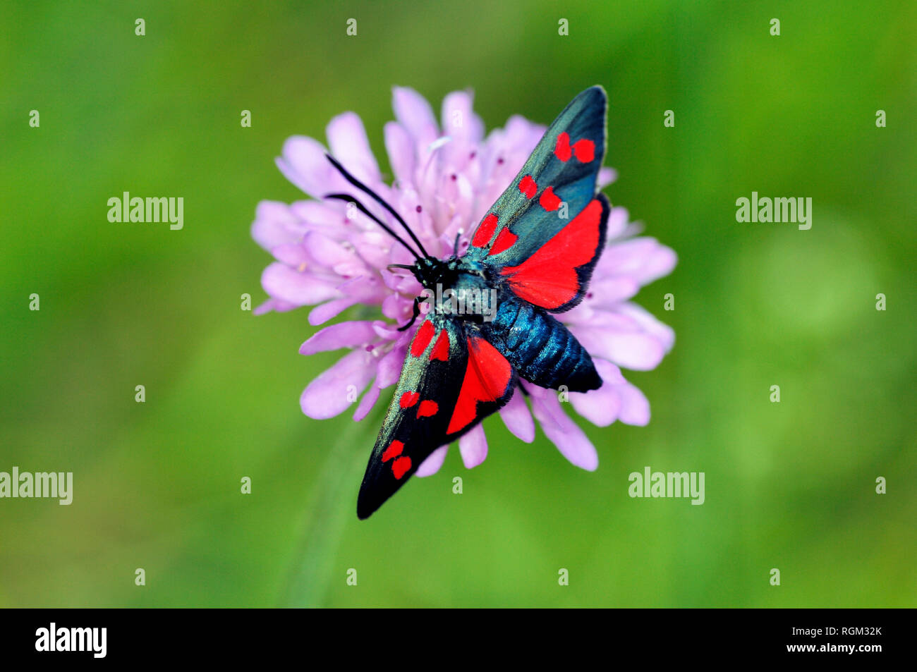 Six-spot Burnet Moth, Zygaena filipendulae, a Day-Flying Moth Stock Photo