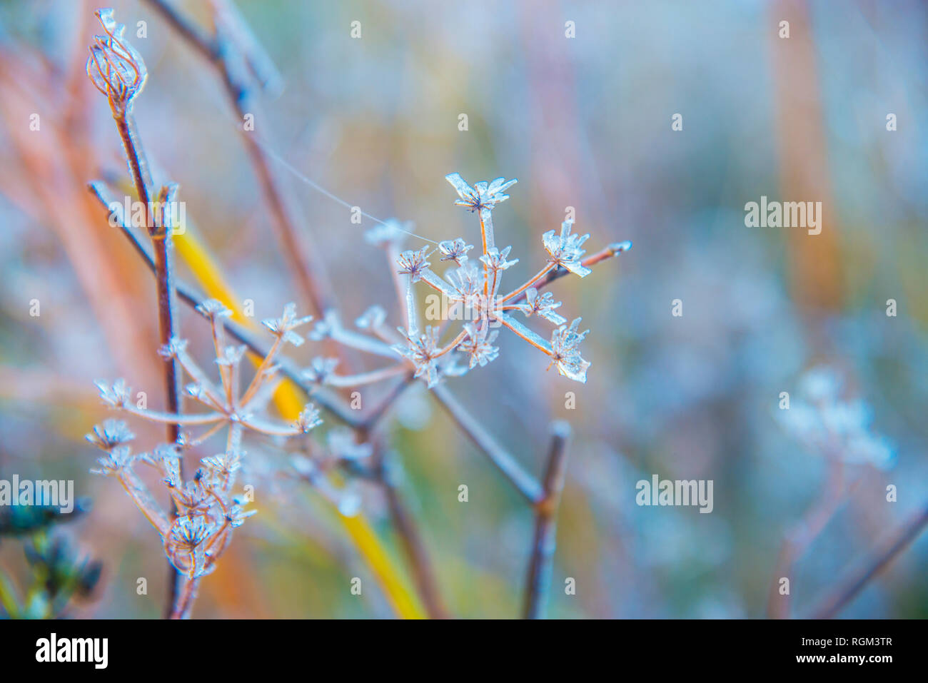 Frosty plants. Stock Photo