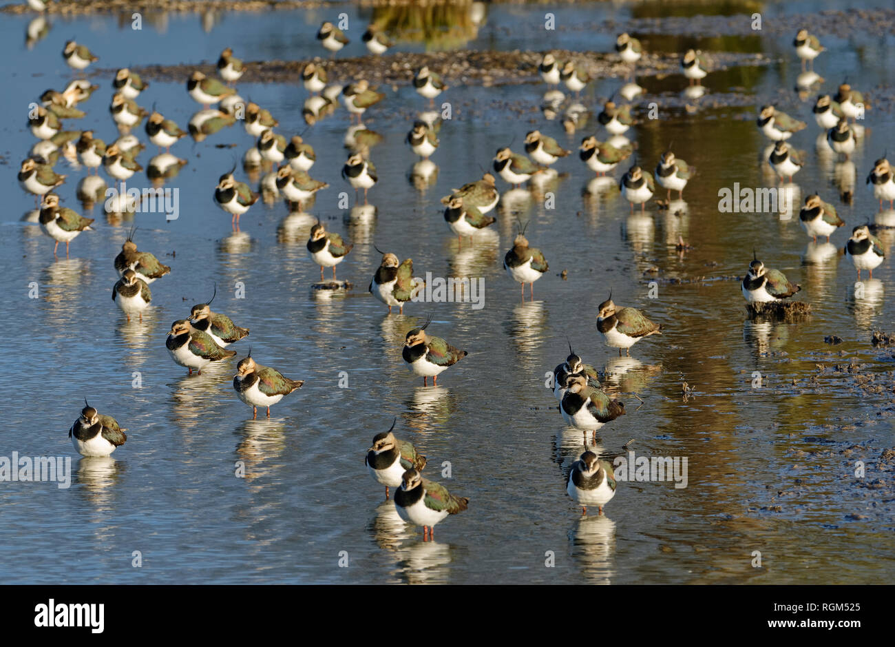 Northern Lapwing - Vanellus vanellus  Roost on water in late sun Stock Photo