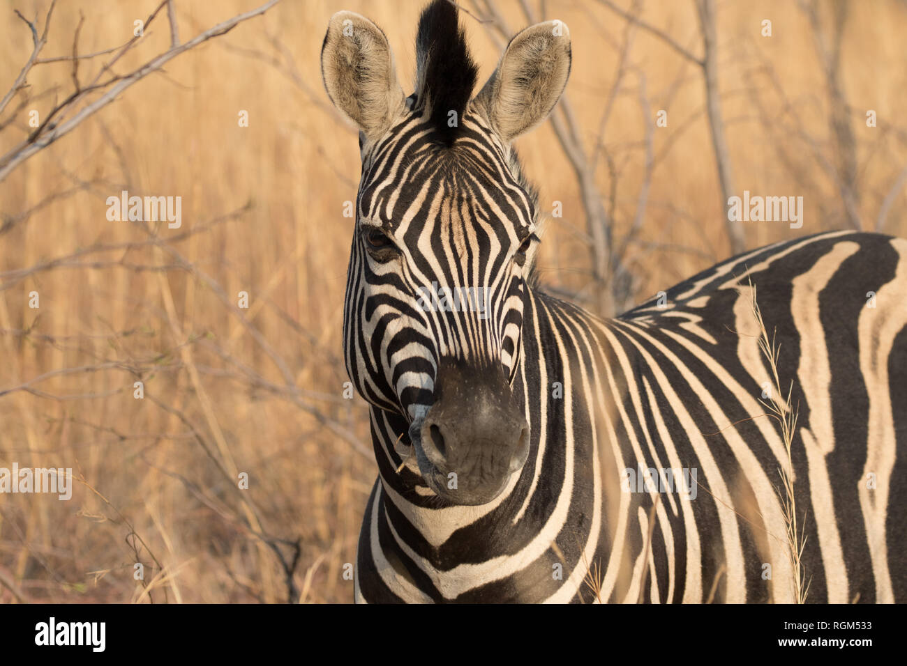 Zebra Stock Photo