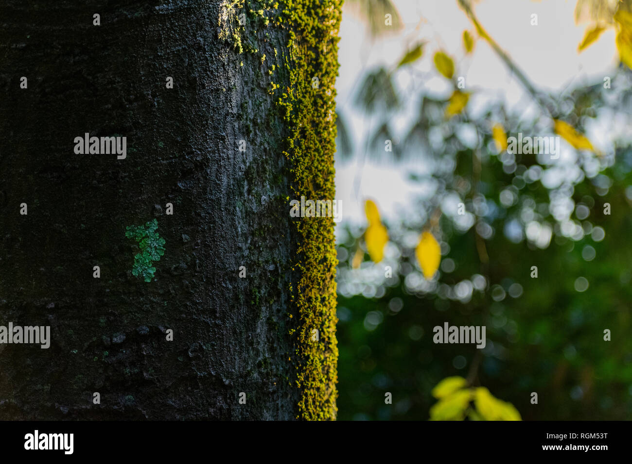 Oak tree covered with moss Stock Photo
