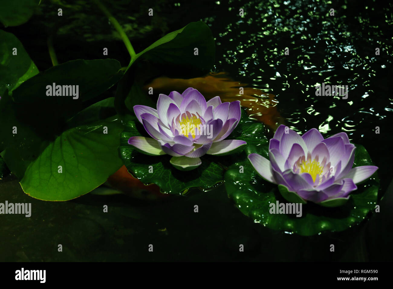 Two beautiful water lily close up photo Stock Photo Alamy