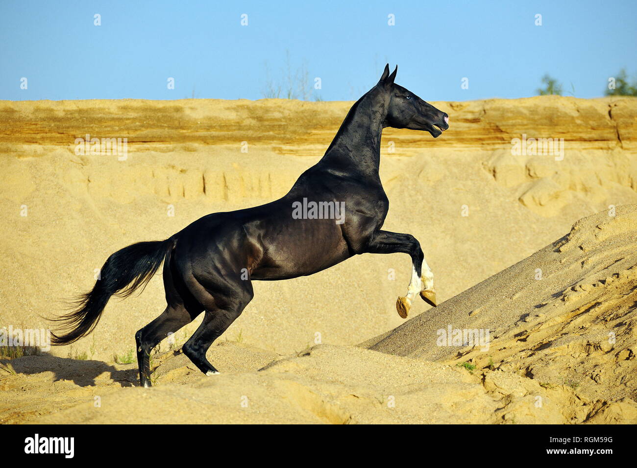 Extremely slender black akhal teke stallion leaping upwards in desert dunes. Horse neighing. Horizontal photo, side view, in motion. Stock Photo