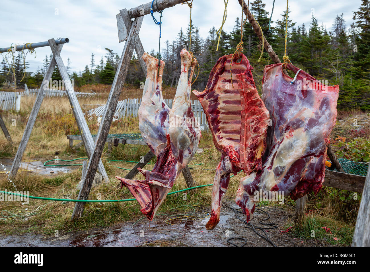 Can Dogs Eat Moose Meat