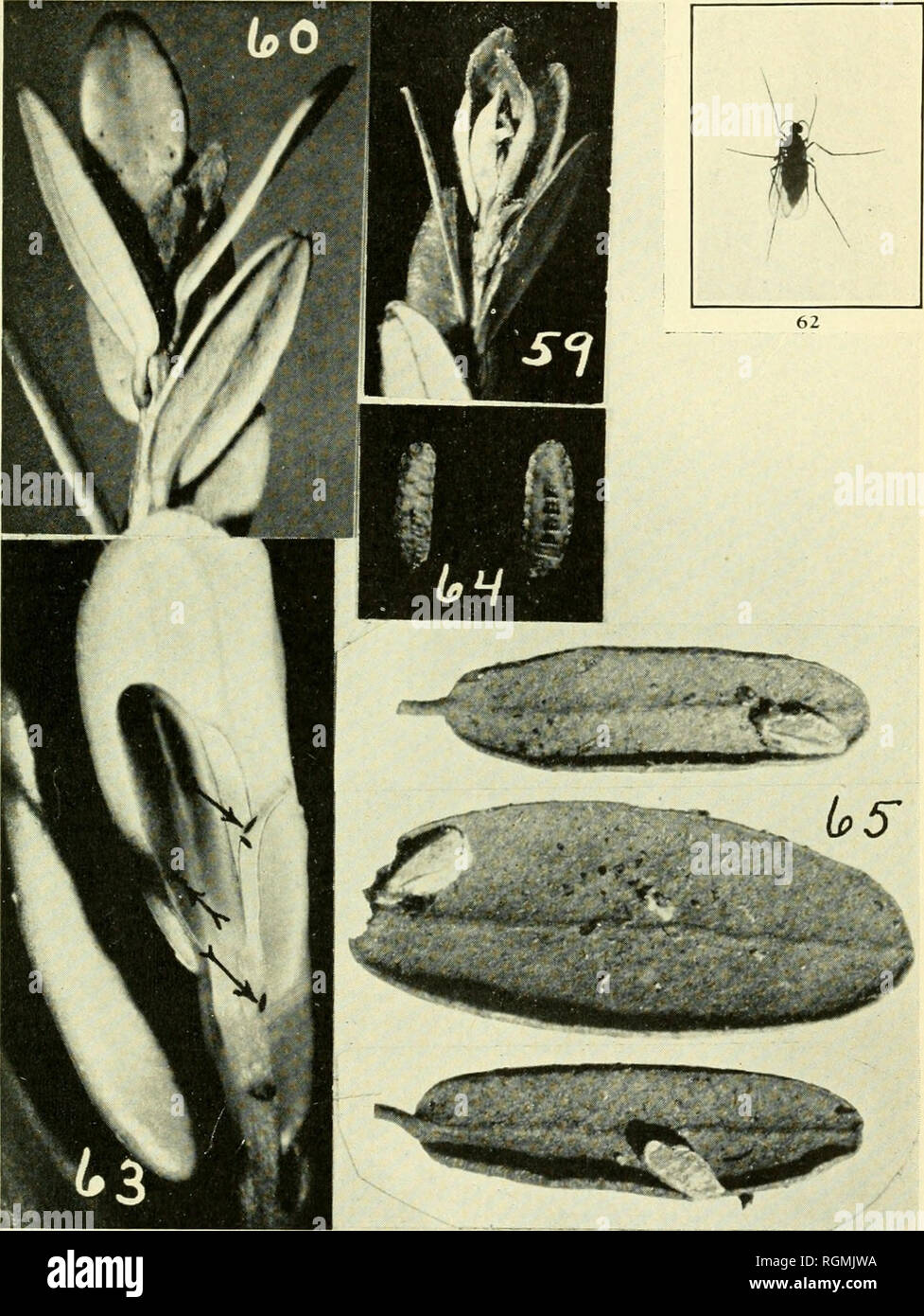 . Bulletin - Massachusetts Agricultural Experiment Station. Agriculture -- Massachusetts. CAPE COD CRANBERRY INSECTS 65. Fig. 59. Fig. 60. Fig. 62. Fig. 63. Fig. 64. Fig. 65. Cranberry Tipworiu. Cranberry tip injured by maggots. Much enlarged. Cranberry upright with tip killed by worms of second brood. Considerably enlarged. Female fly. Much enlarged. (From U. S. Dept. Agr. Farmers' Bui. 860.&gt; Eggs in tip of cranberry upright. Much enlarged. Maggots. Much enlarged. Cocoons of second brood on fallen leaves. Much enlarged.. Please note that these images are extracted from scanned page images  Stock Photo