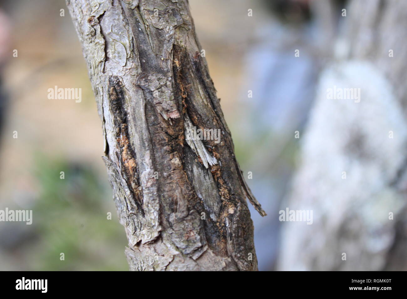 Tree at Camp Raven Knob Boy Scout Camp Stock Photo Alamy