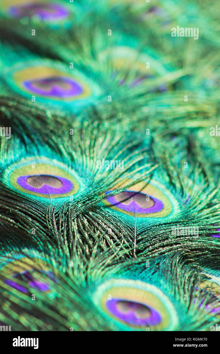Close up background image of beautiful peacock feathers, portrait Stock ...