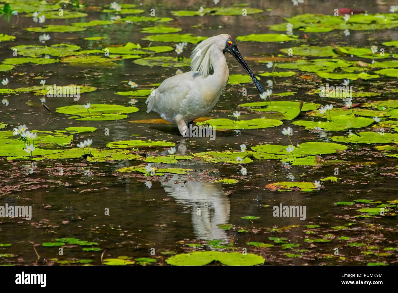 Royal spoonbill crest hi-res stock photography and images - Alamy