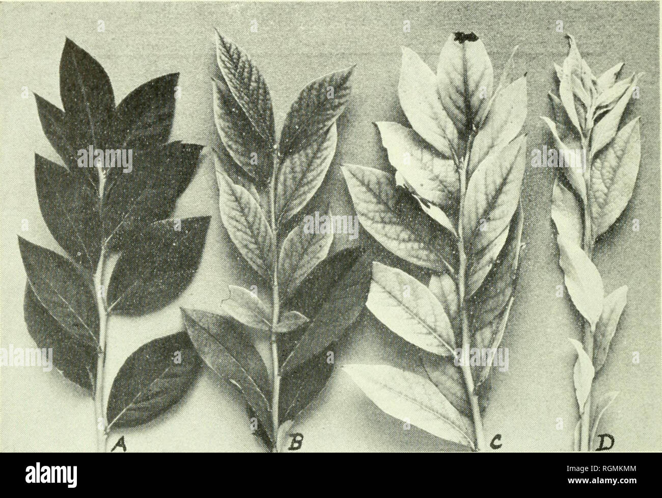 Iron chlorosis hires stock photography and images Alamy