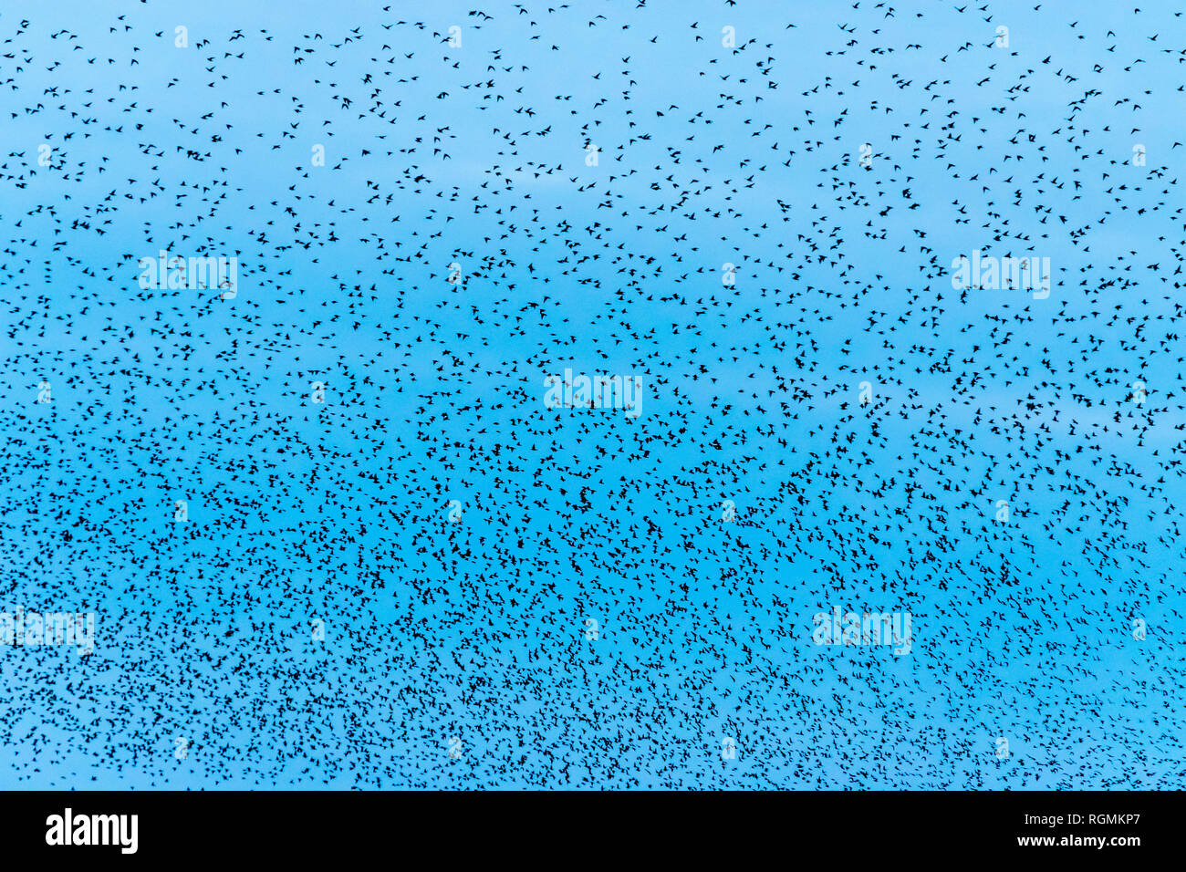 UK, Scotland, Dumfrieshire, flock of Common Starling (Sturnus vulgaris) Stock Photo