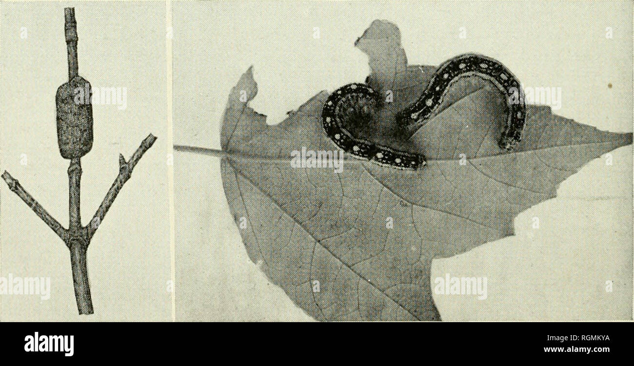 . Bulletin - Massachusetts Agricultural Experiment Station. Agriculture -- Massachusetts. Eastern Tent Caterpillar. Left, egg mass; right, mature caterpillars. Courtesy, Conn. Agr. Expt. Station. Forest Tent Caterpillar Malacosoma disstriu Hbn. The forest tent caterpillar is closely related to the eastern tent caterpillar and is often mistaken for it. Unlike the latter species, however, this insect makes no nest and the caterpillars feed independently most of their lives. When nearly mature they congregate on the trunks of trees in somewhat the same way that the eastern tent caterpillars clust Stock Photo