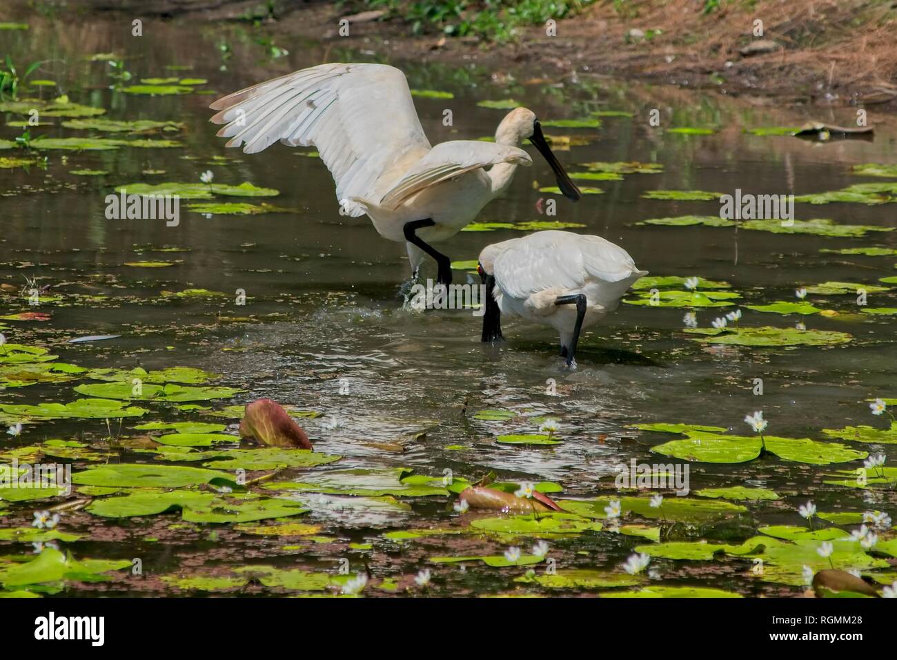 Royal Spoonbill Crest High Resolution Stock Photography and Images - Alamy