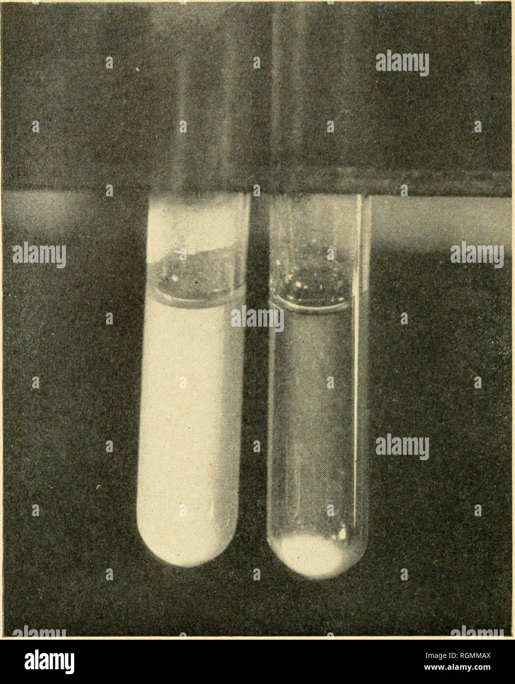 . Bulletin - Massachusetts Agricultural Experiment Station. Agriculture -- Massachusetts. Figure 16. Macroscopic Tube Agglutination Test. Ttie tube on the left shows a negative reaction, and the tube on the right a positive reaction. Refer to question 38. i ! r â¢ I  â â .*&gt;w wKtKr ^1 1^ â ^ â Figure 17. The Rapid Serum Agglutination Test. The mixtures'in the squares on the left show a negative reaction, and the mixtures in the squares on the right a pibsitive reaction. Refer to question 39. (18). Please note that these images are extracted from scanned page images that may have been digi Stock Photo