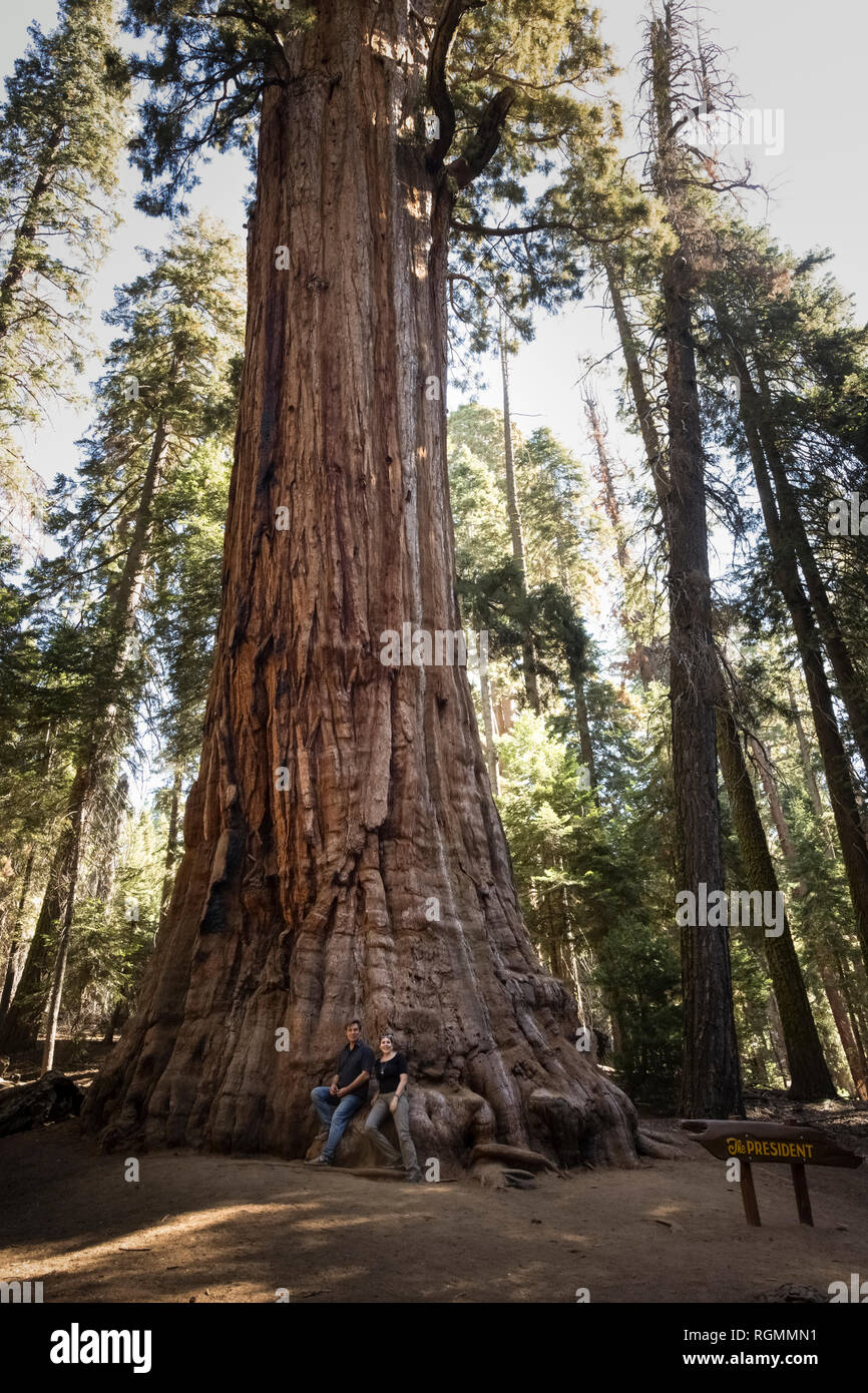 USA, California, Sequoia National Park, Sequoia tree 'President' and couple Stock Photo