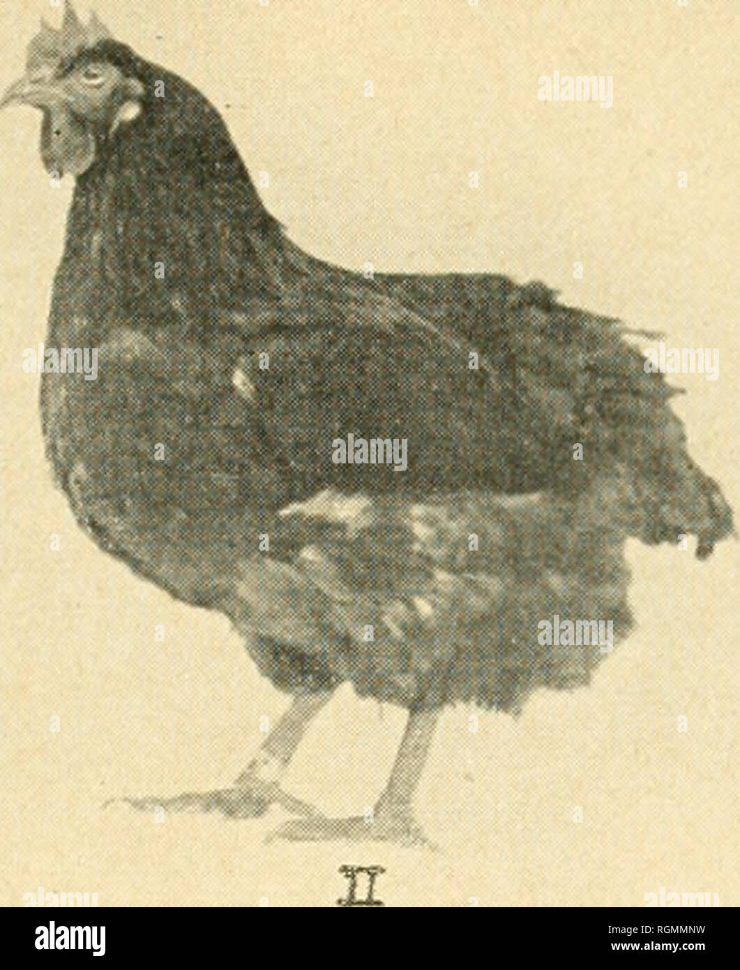 . Bulletin - Massachusetts Agricultural Experiment Station. Agriculture -- Massachusetts. Figure 3. Bird No. !—Noninfected Hen; Bird No. II—Infected Hen. Pullorum diseased birds as a rule cannot be differentiated from the noninfected by physical examination. Apparently normal, well-developed birds may be affected with the disease. In- fection in such birds can be detected either by the agglutination test or by bacteriological examin- ation. Refer to questions 4 and 33. /&amp;• ' ^. Please note that these images are extracted from scanned page images that may have been digitally enhanced for re Stock Photo