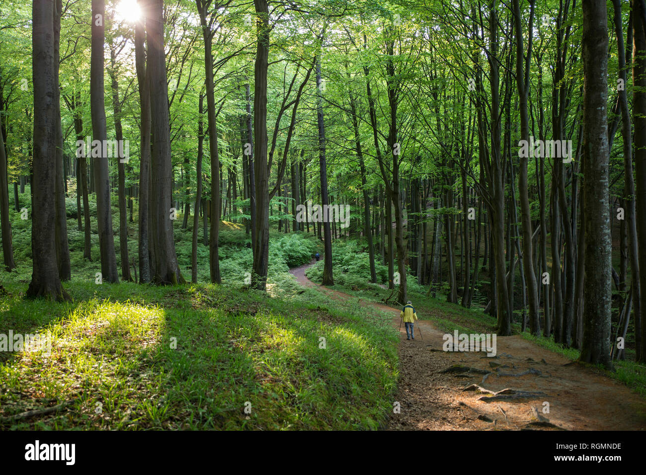 Germany, Mecklenburg-Western Pomerania, Ruegen, Jasmund National Park, hikers in beech forest on hiking trail Stock Photo