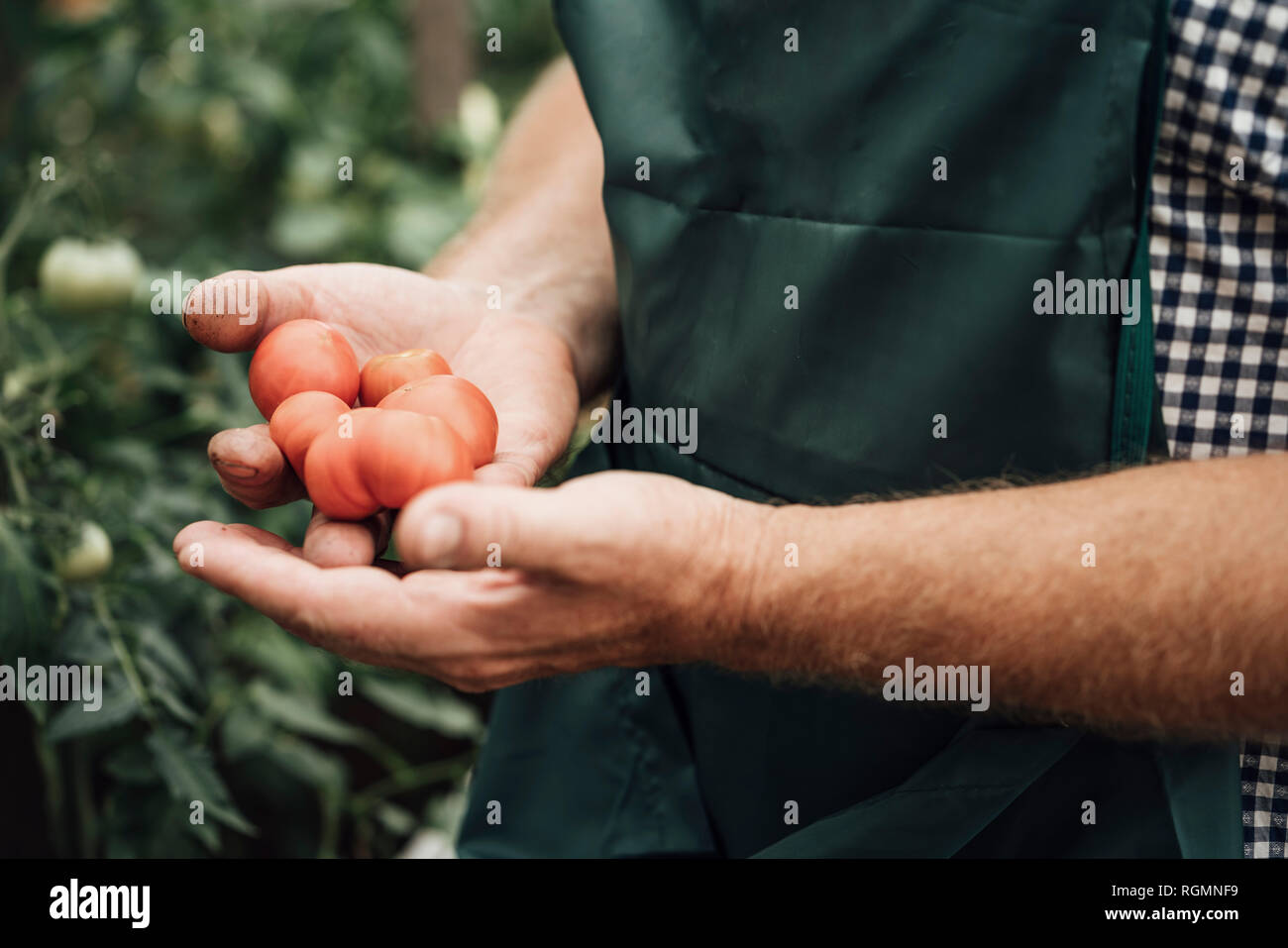 Hand of the gardener hi-res stock photography and images - Alamy