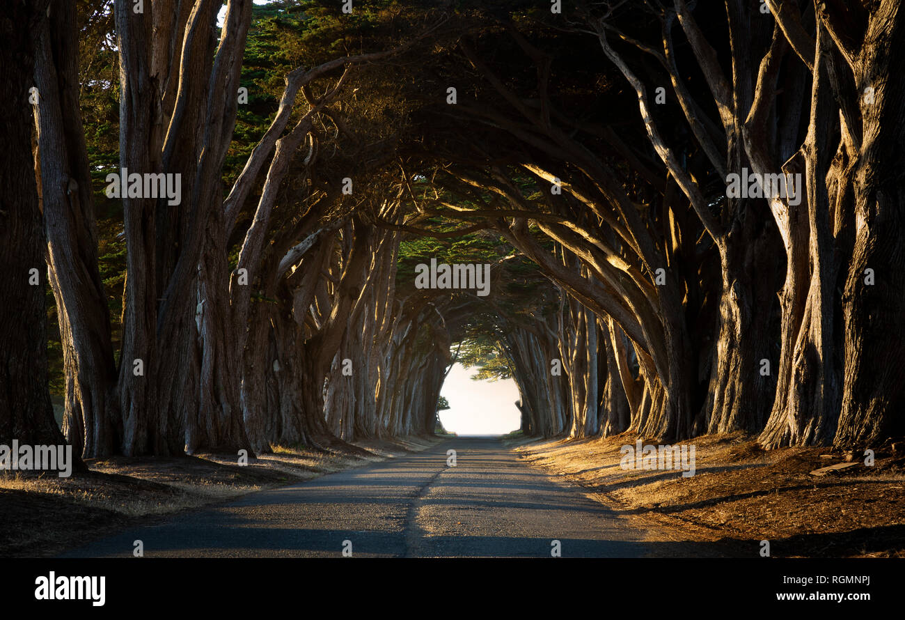 USA, California, Inverness, Treelined road in the evening Stock Photo