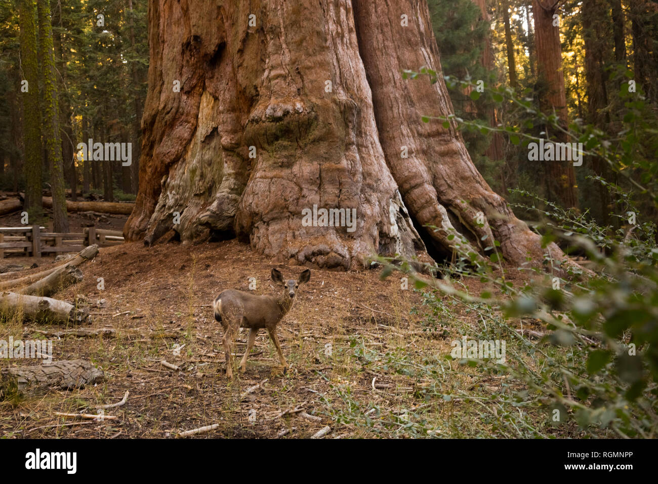 USA, California, Death Valley, General Sherman Tree, giant sequoia, Sequoiadendron giganteum Stock Photo