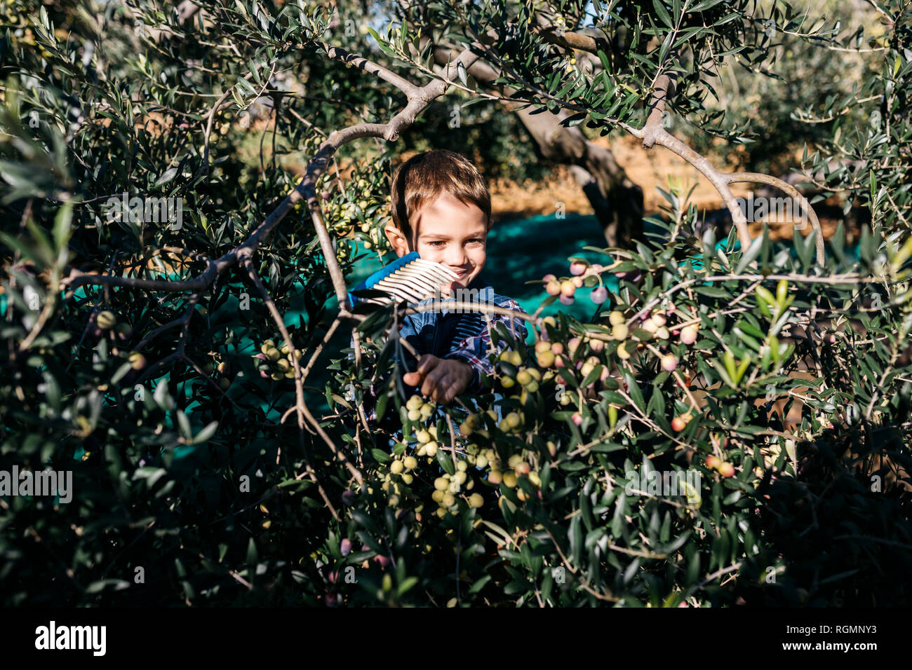 Boy picking olives from tree Stock Photo Alamy